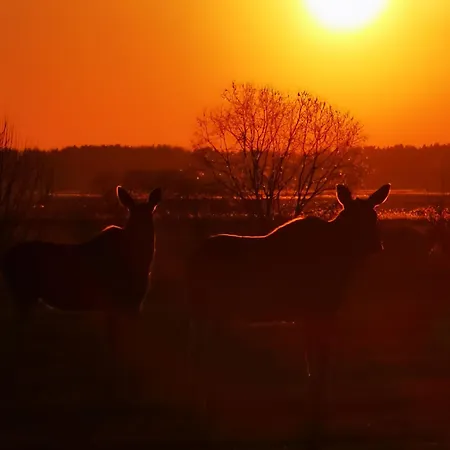 Przy Plazy - Sauna I Balia Mazury Ryn (Warmian-Masurian)